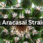 L Aracasai Strain