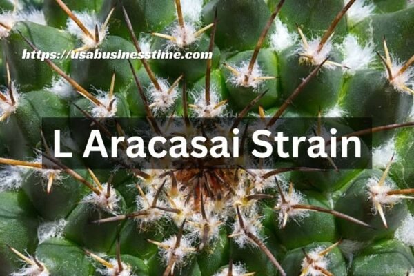 L Aracasai Strain