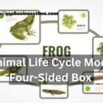 Animal Life Cycle Model Four-Sided Box