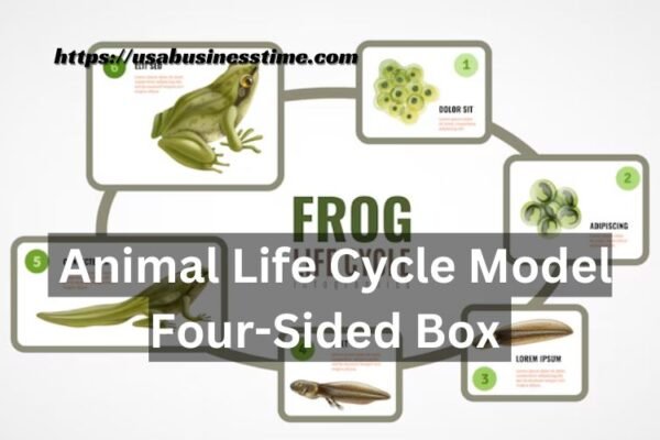 Animal Life Cycle Model Four-Sided Box