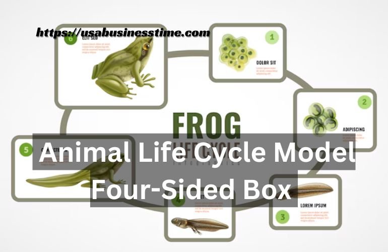 Animal Life Cycle Model Four-Sided Box